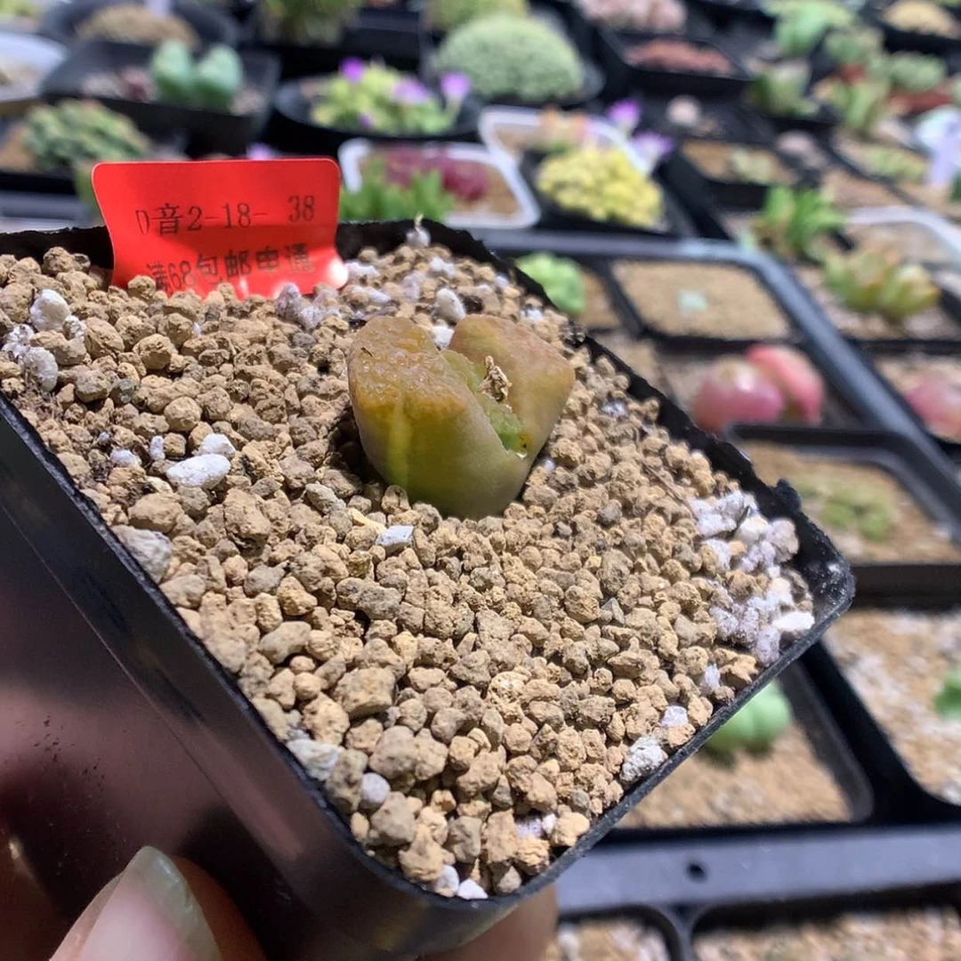 【闪购商品】2-18-38 风铃锦一颗特 25