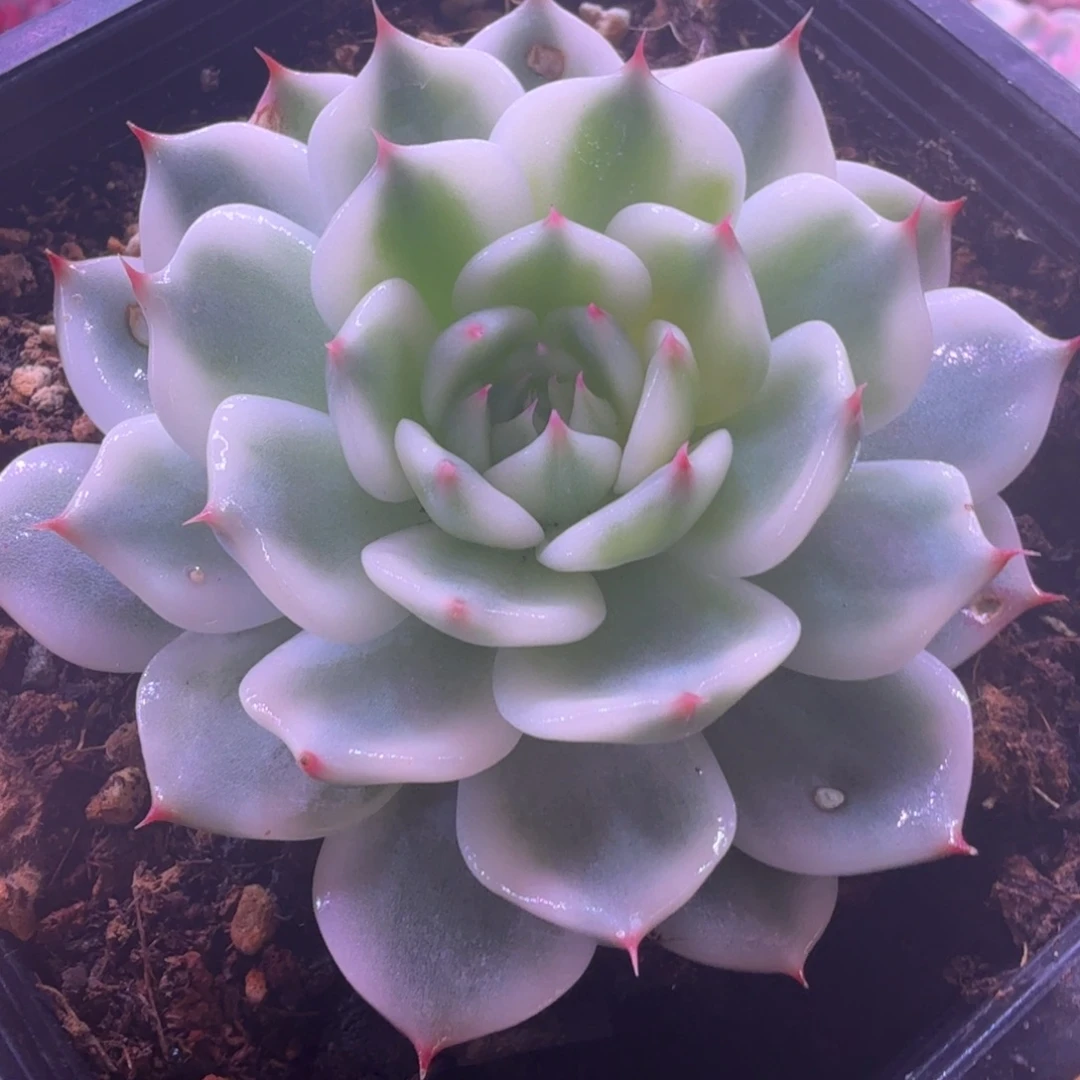 吉娃娃锦 多肉植物