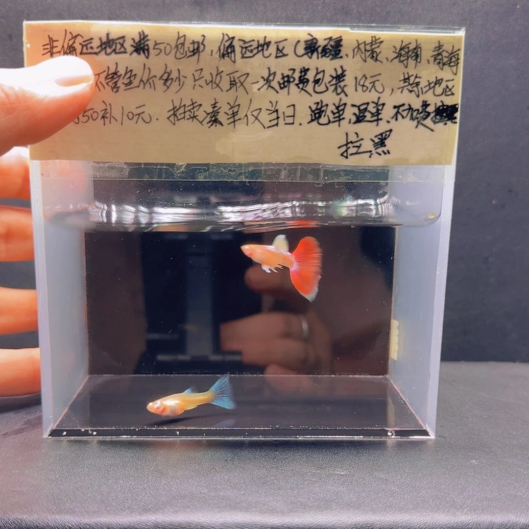 孔雀鱼火烧云一对