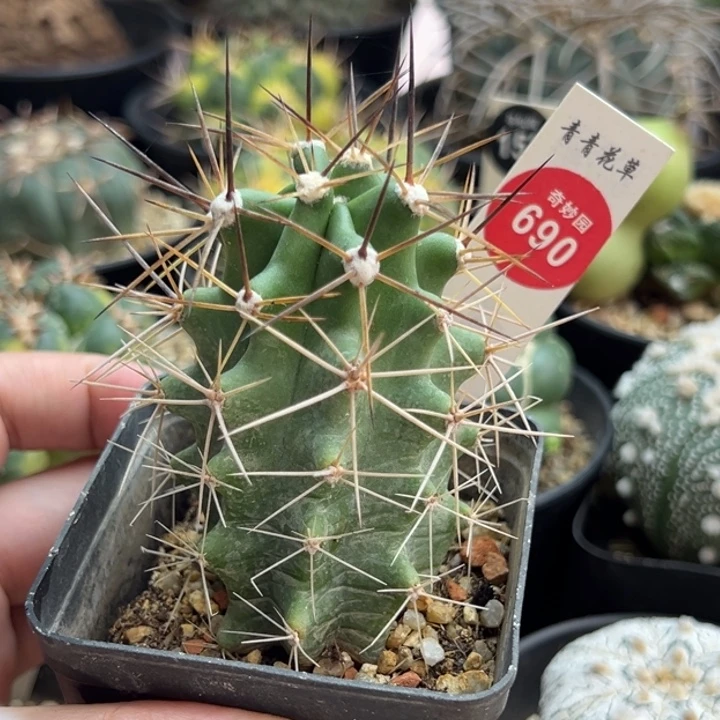 实生篝火虾一棵仙人球