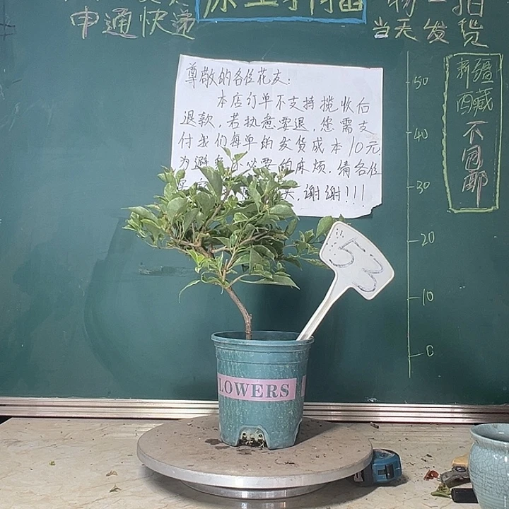 当前无花栽培后可以开花  冰淇淋  53