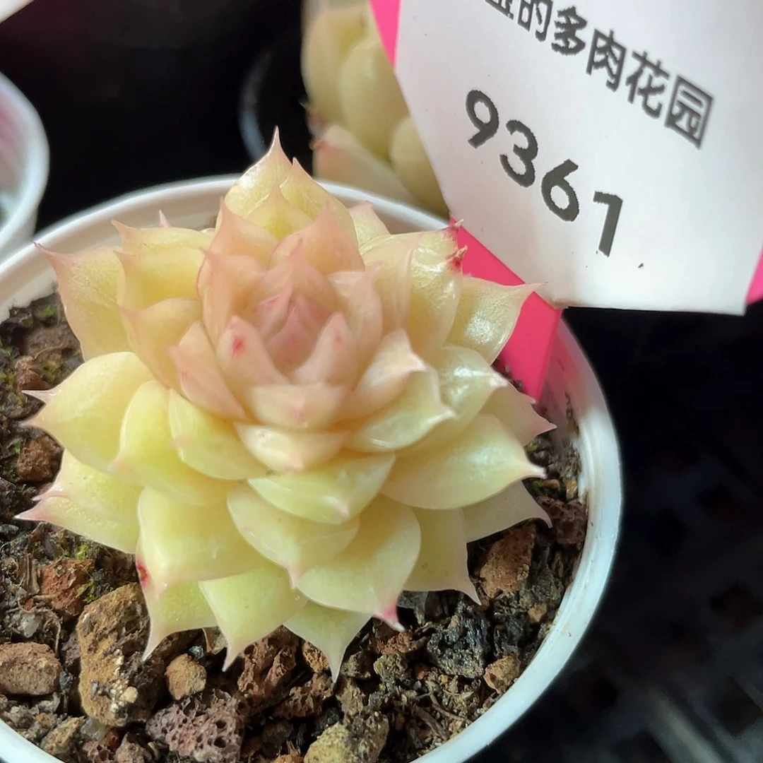 优选麦秆福利9361