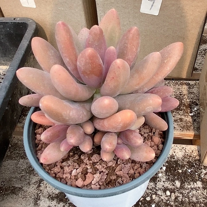 糖果美人一物一拍30