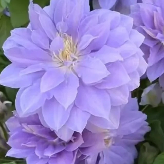 铁线莲重瓣丹妮早花耐寒耐热庭院阳台观花植物盆栽