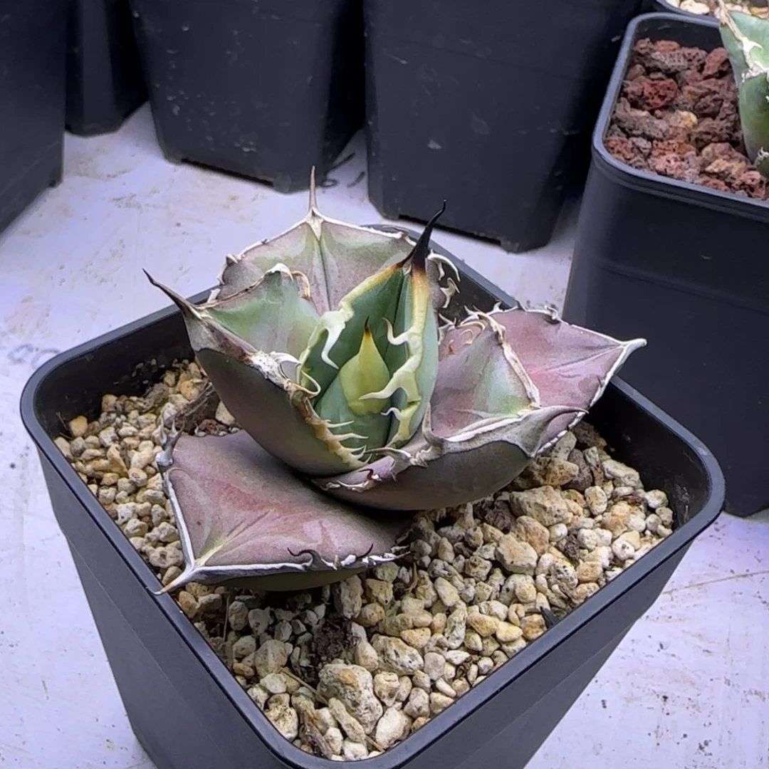 实生仁王冠龙舌兰4