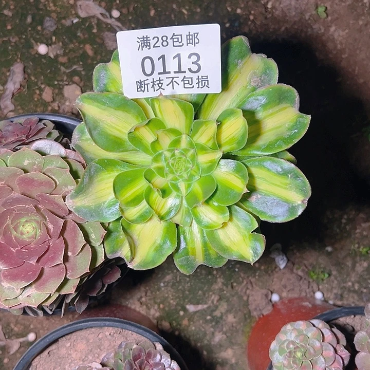 0113暴君多肉植物