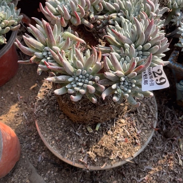 129号雪花多肉植物