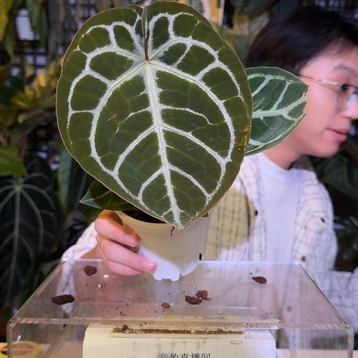 完全开放L143  粉脉撕裂纹杂极致铜锣烧