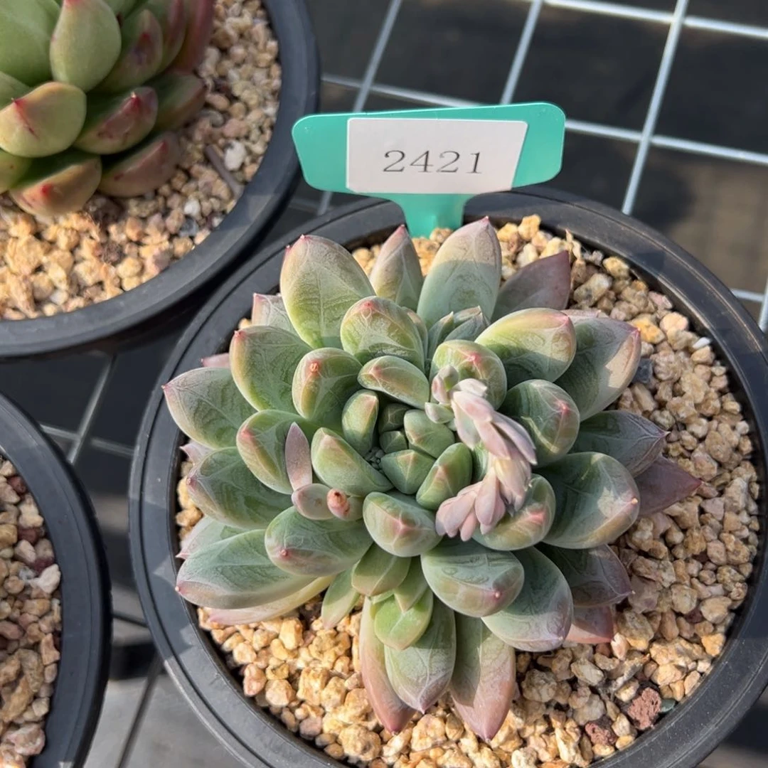 红*?2421肉多么多哦多哦肉