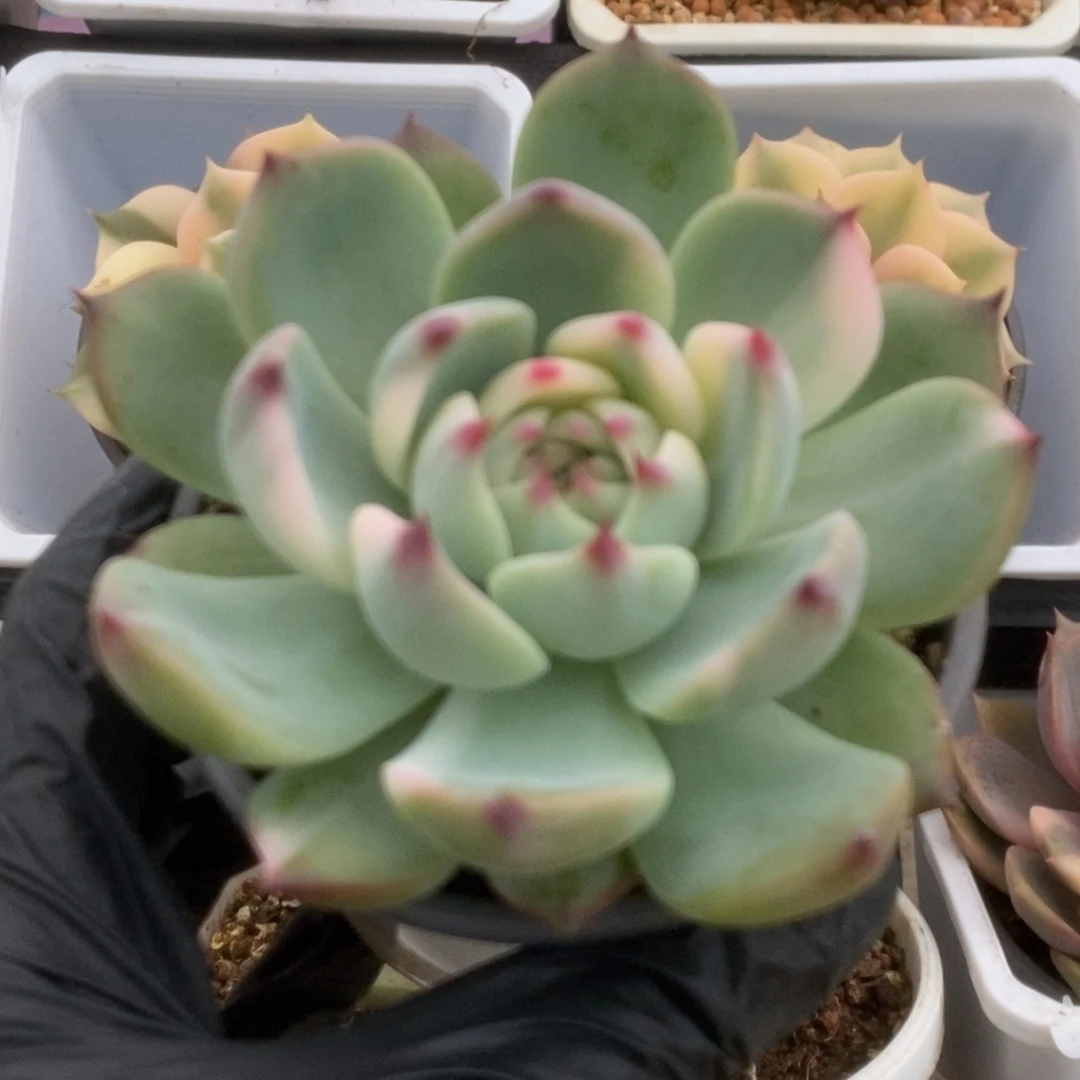 673锦锦锦锦锦锦锦锦锦