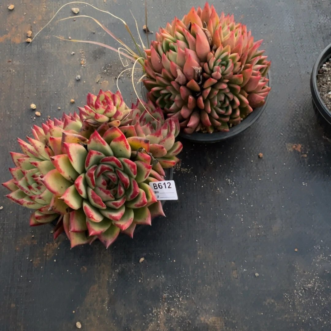 杰***洁无花朵若如东云单拍B612