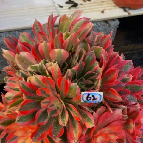 粉女巫变异樱花女神多肉62多肉