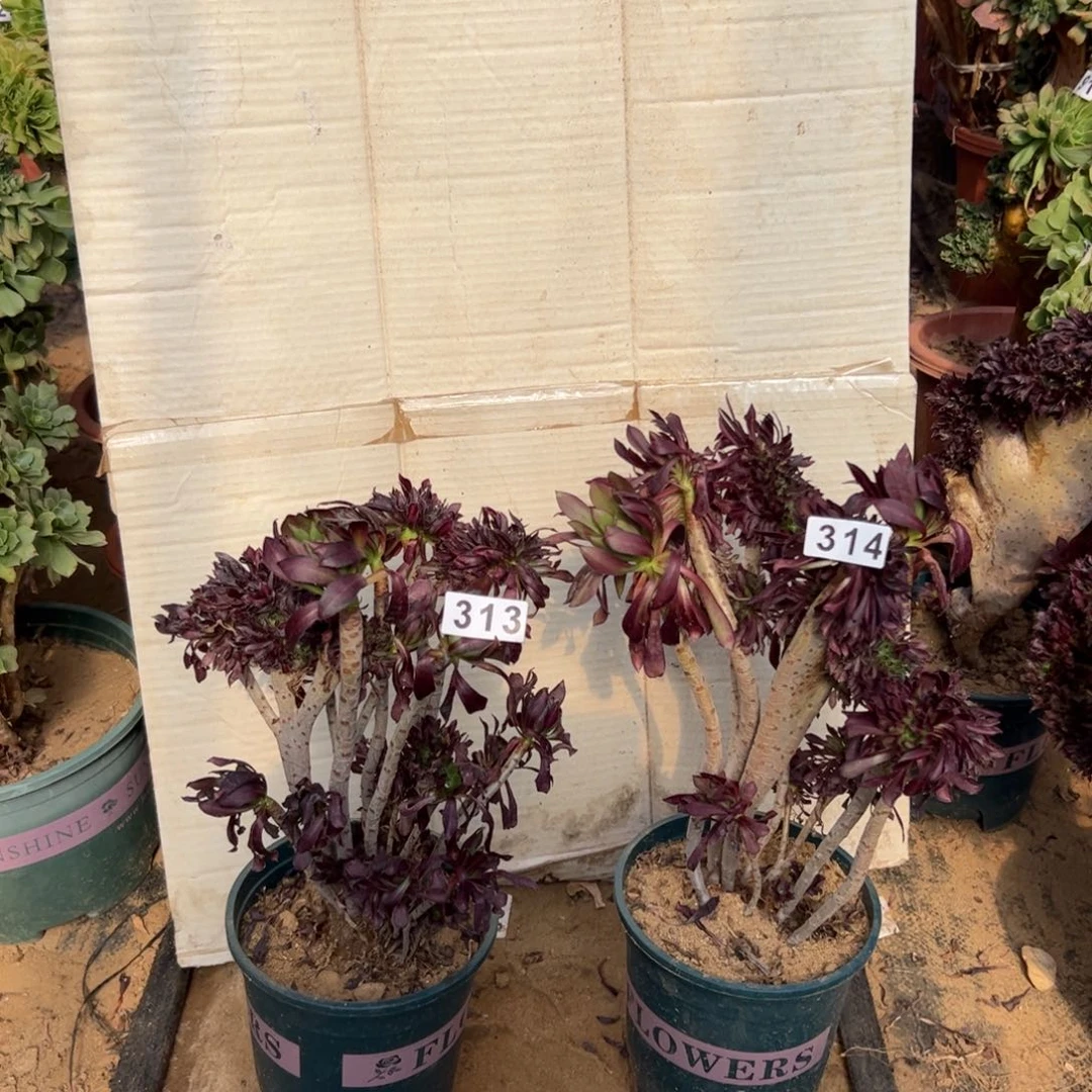 有伤两颗313.314黑缀