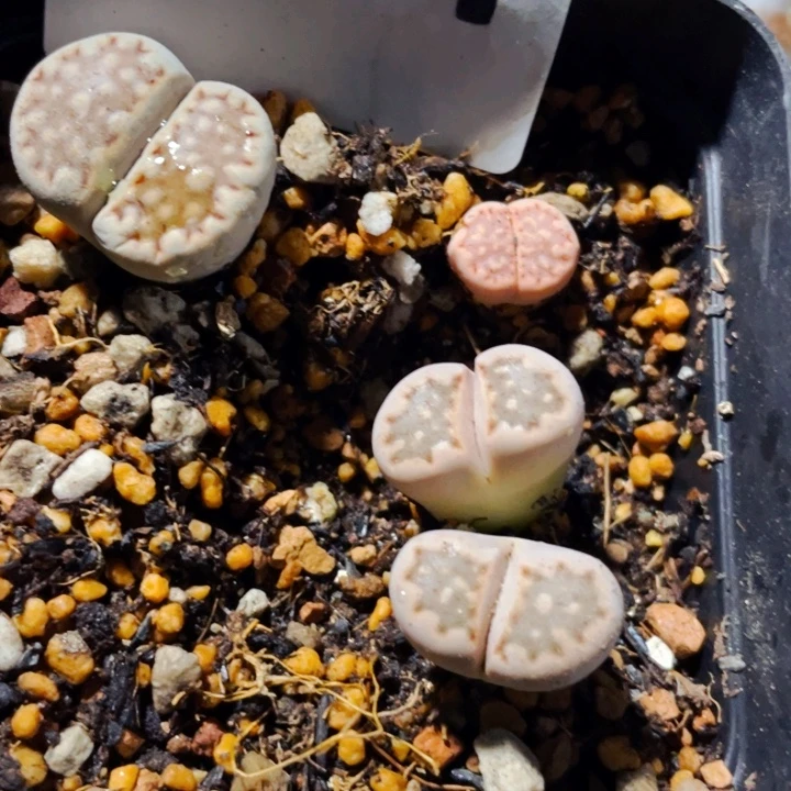 551饼干带盆llllllll