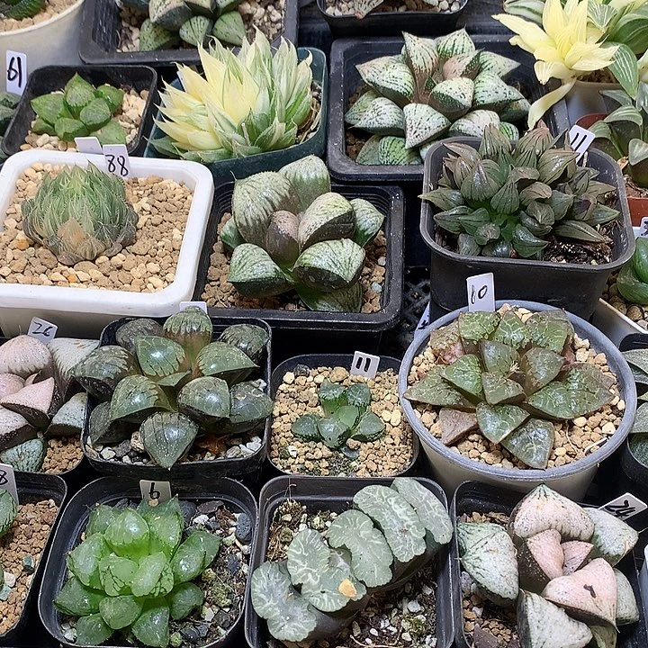 实生玉露带盆土发货