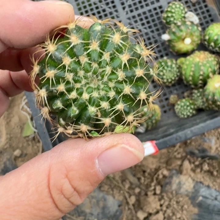 369丽花歪无根侧牙2公分左右斑