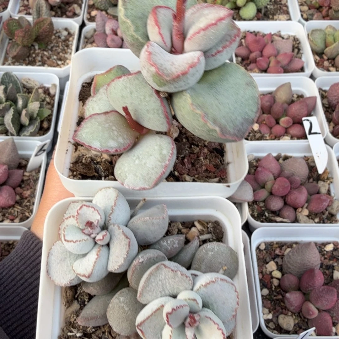 专拍链接 一物一拍