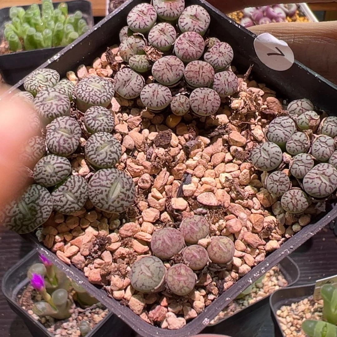 多肉植物111111111111