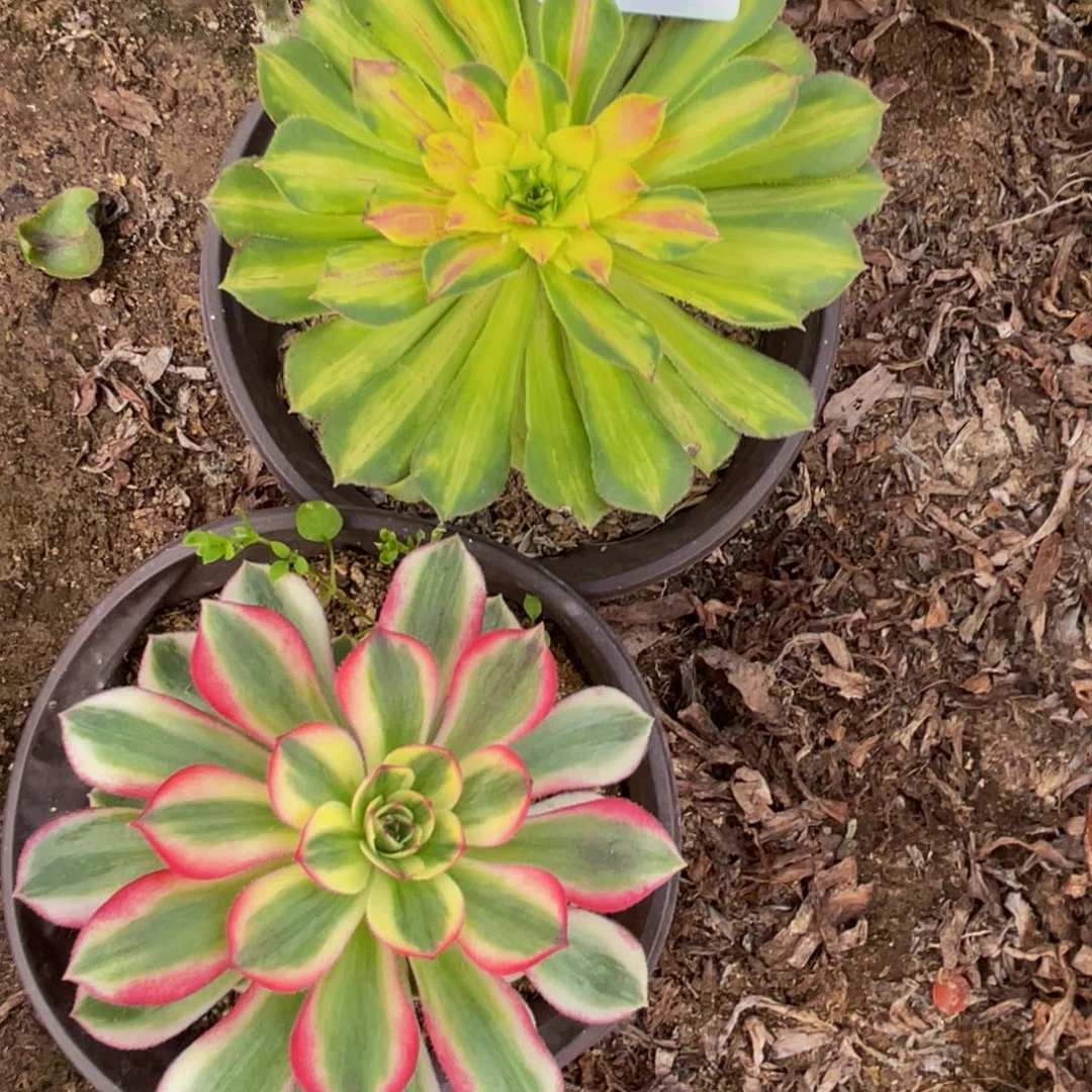 545法师锦多肉2颗贵货