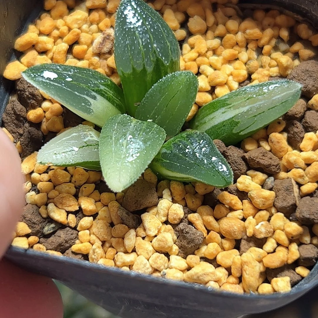 蓝光锦十二卷多肉植物
