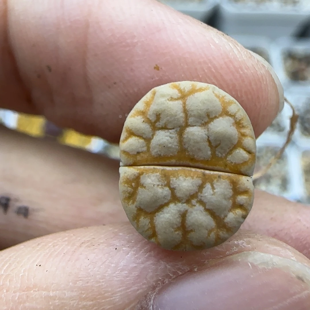 850 清框福利30包邮