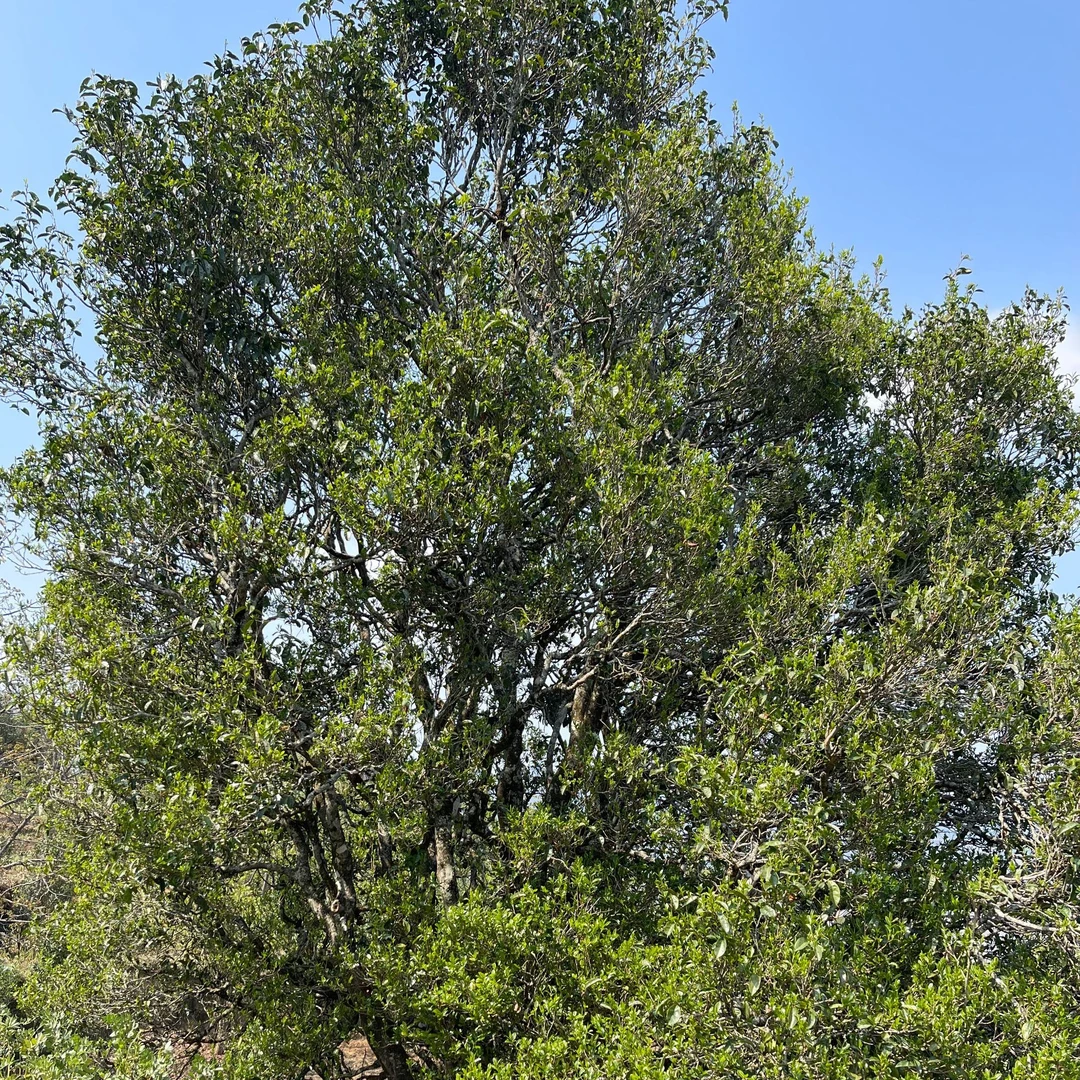 【二嘎子】2025年云南临沧白莺山二嘎子古树生茶