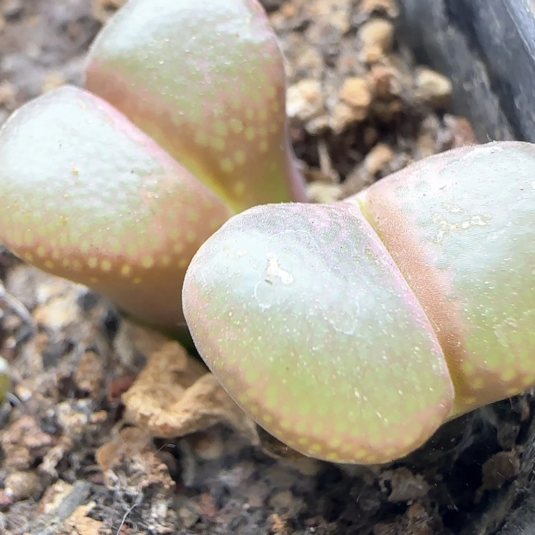 开播福利来啦39672