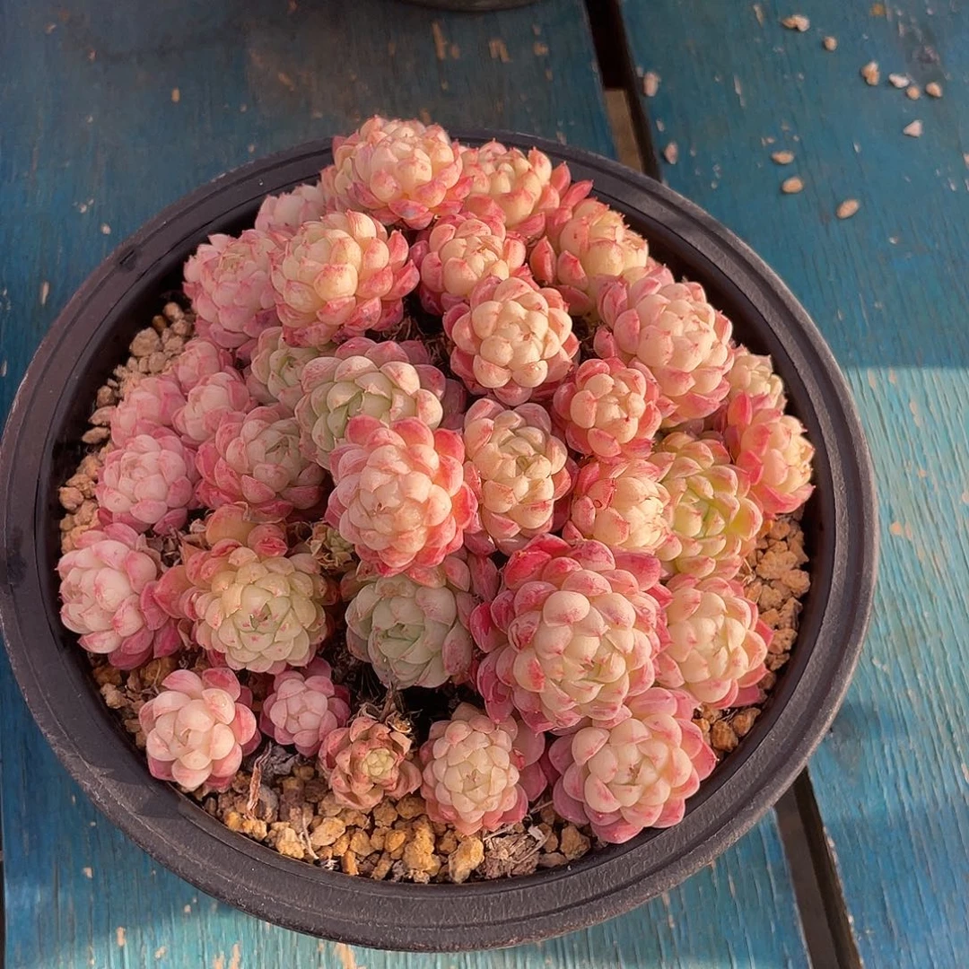 羊脂球群生多肉植物