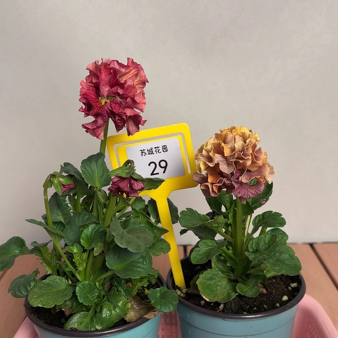 大部分开放少量花苞29