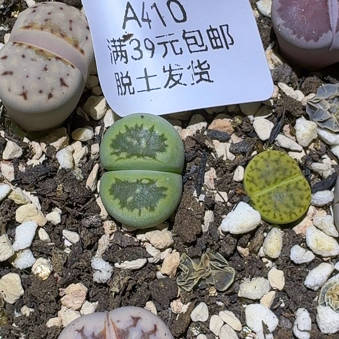 小***️410多肉哈哈哈哈哈哈哈