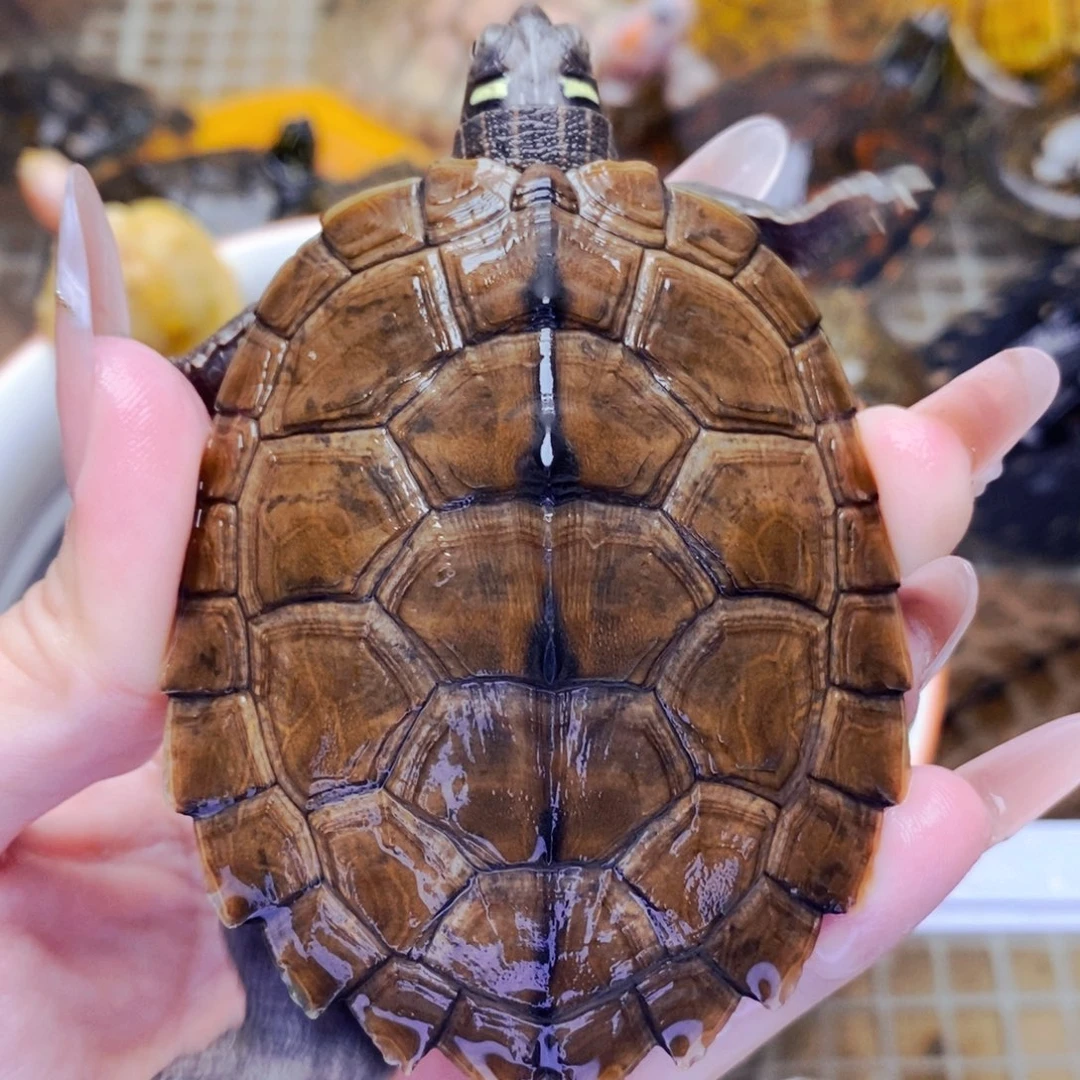 不分公母宠物龟7公分地图公