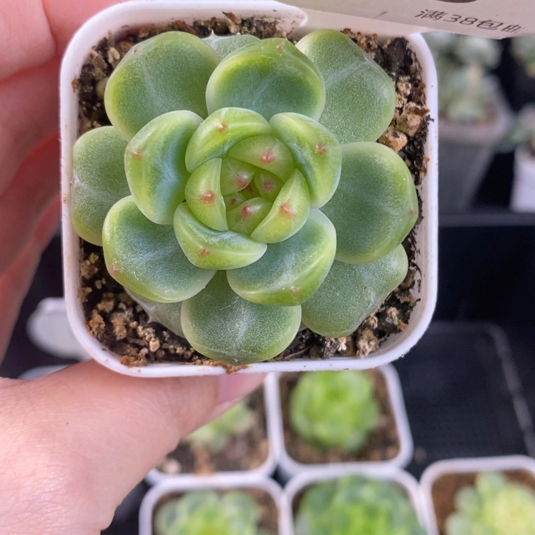 遥遥优选一颗单头65号