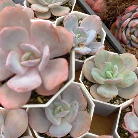 奶茶发两颗。