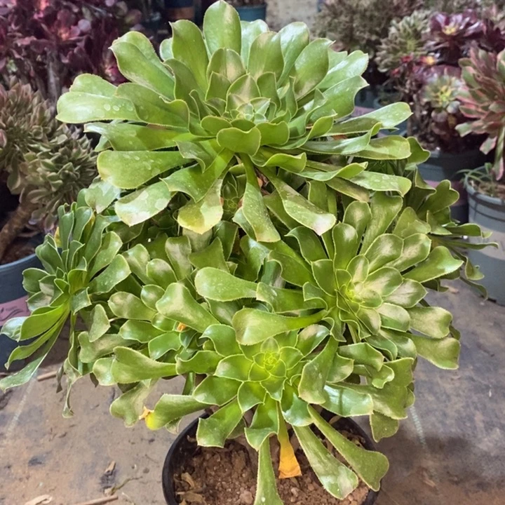 原始绿多肉植物33