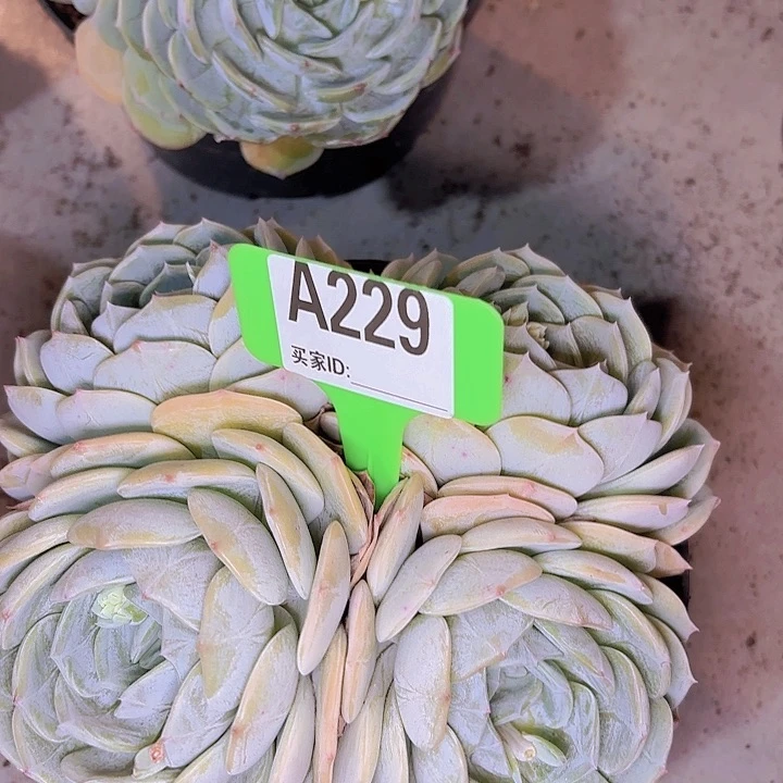 阿****肉劳林一物一拍A229