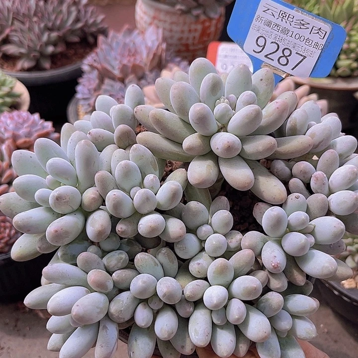 9287汤圆，微瑕。