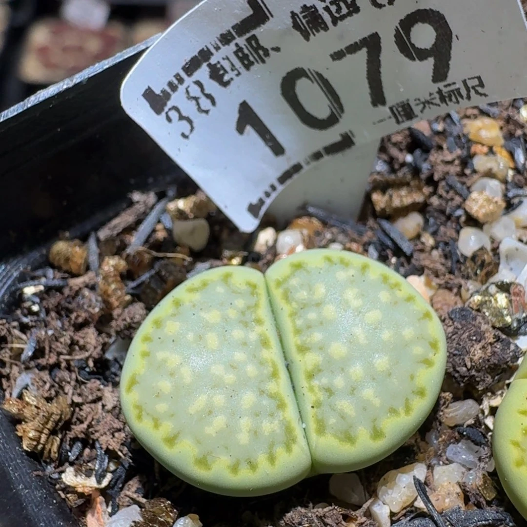 Ssss精品生石花1079