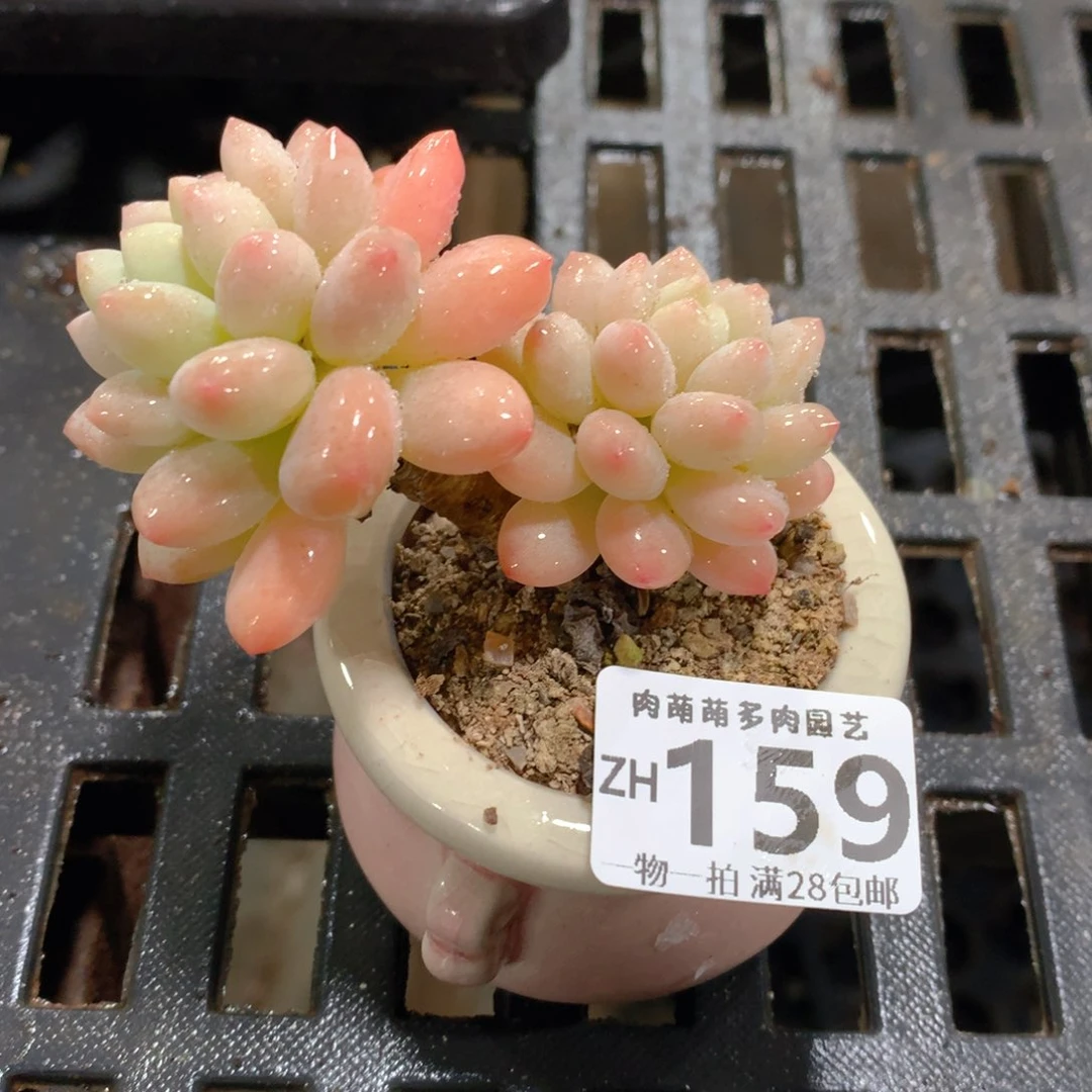 肉萌萌拇指盆精控多肉ZH159