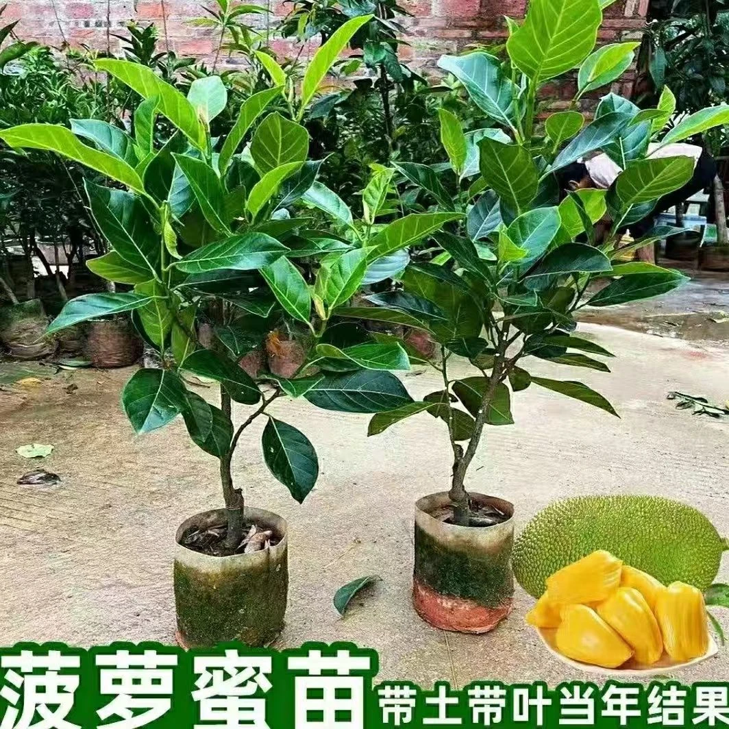 菠萝蜜苗树苗南方果树嫁接苗木菠萝马来西亚1号黄肉红肉菠萝蜜苗