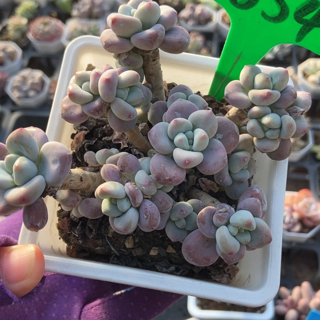 854洛神多肉植物多肉