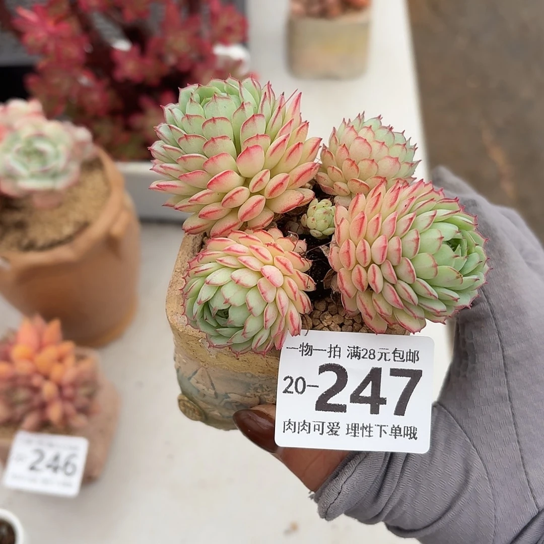 小红船无盆土发货无盆