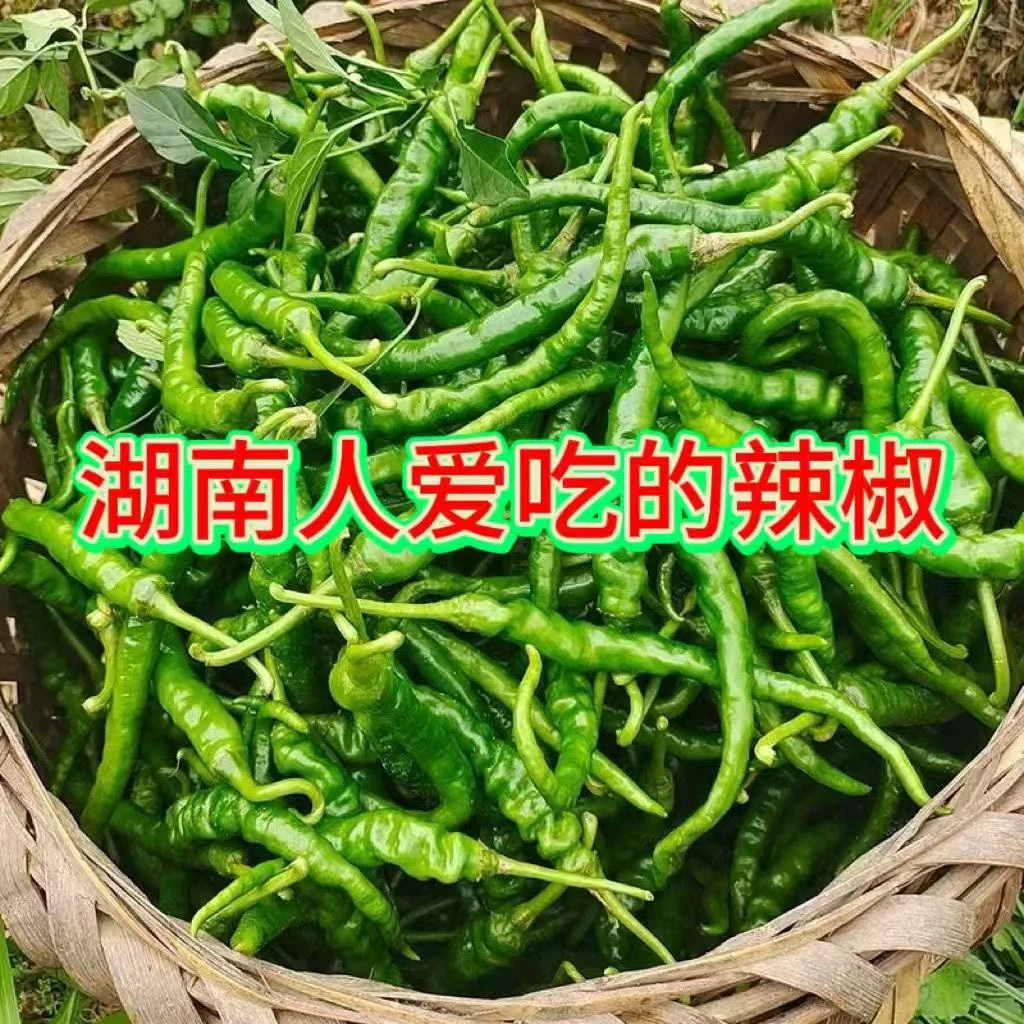 【顺丰包邮】湖南人最爱辣椒湖南特辣香辣辣椒土辣椒新鲜辣椒超辣