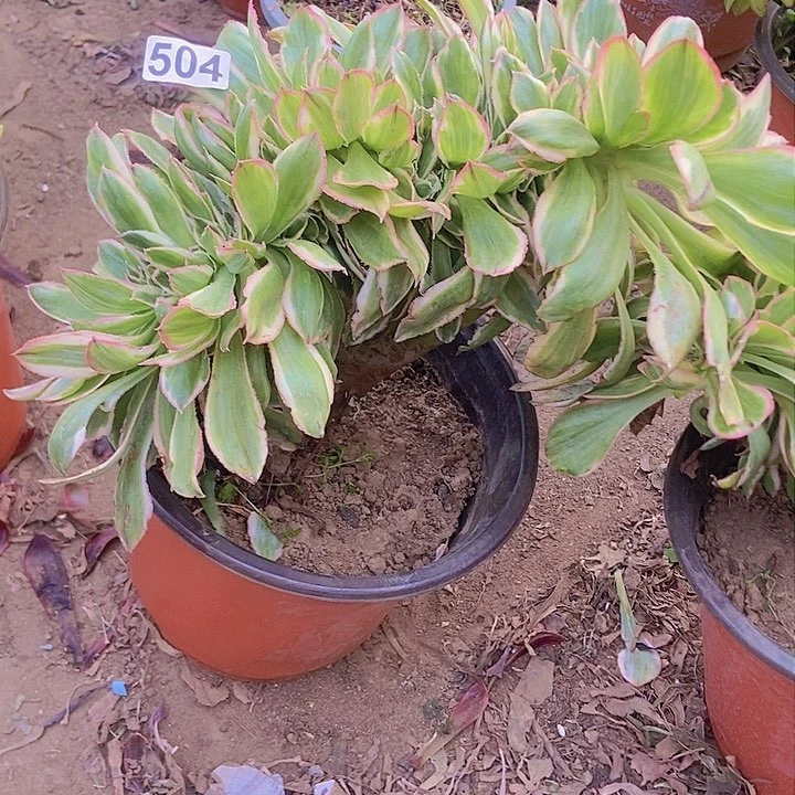 504燕姿锦老庄缀化老板子