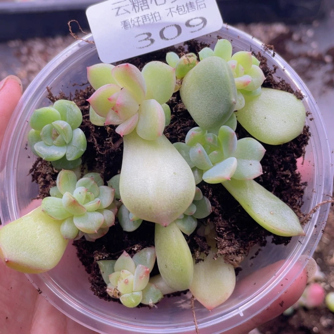 云糖心多肉植物309