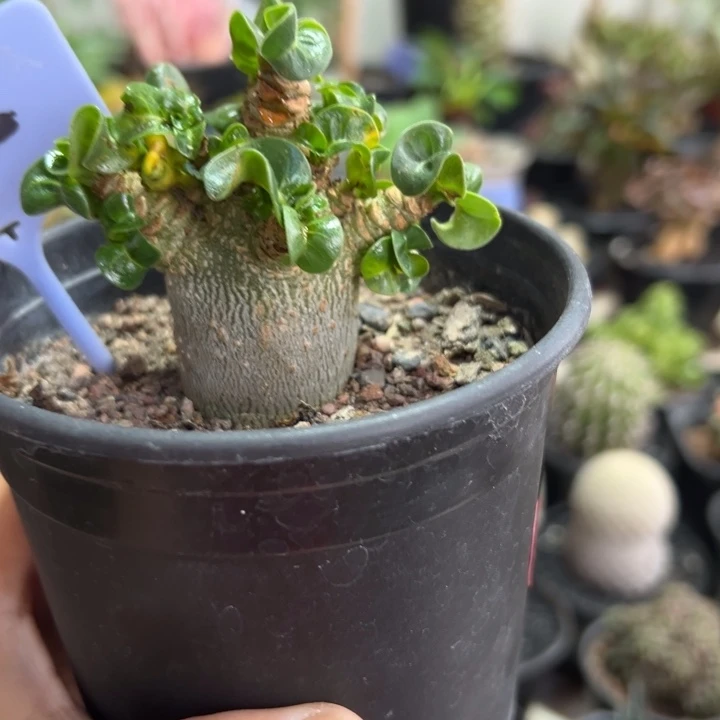 卡汉羊角沙玫带盆111111111