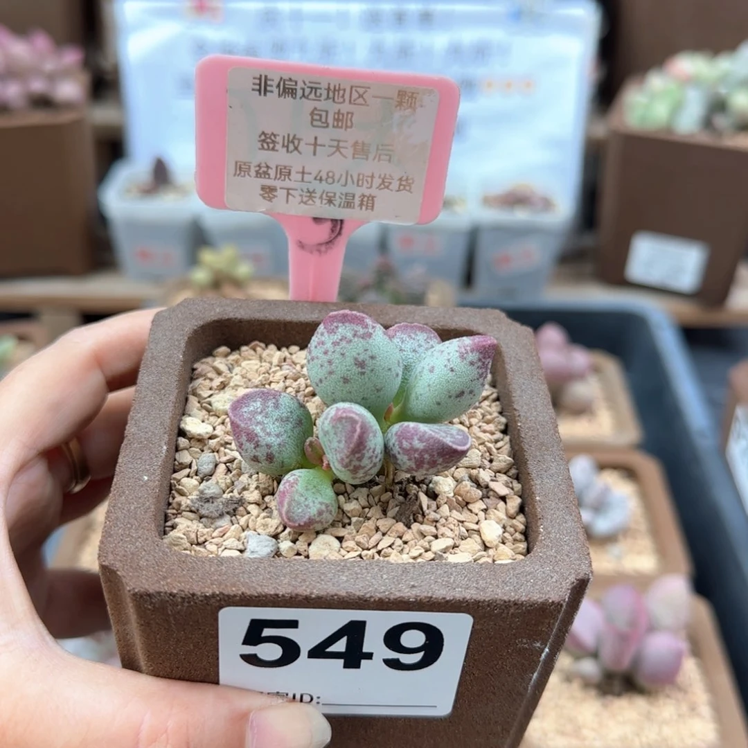 549艾薇多肉植物