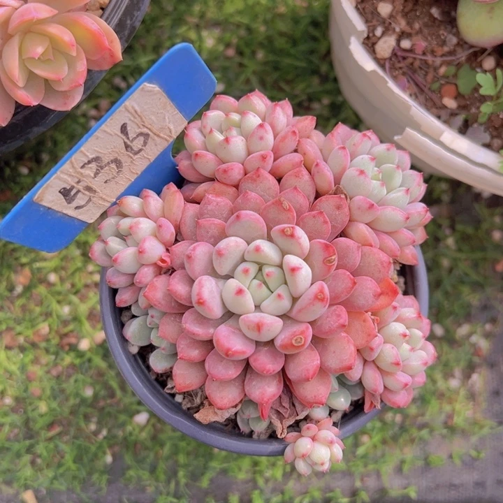 健健康康平平安安