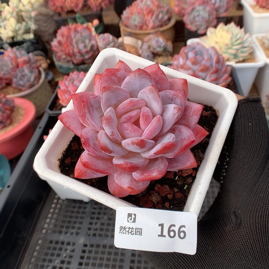 166韩橙多肉植物666