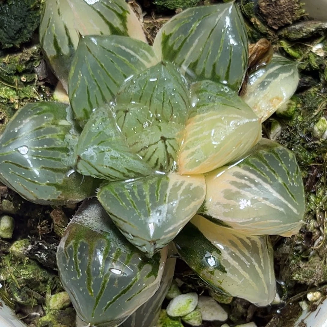 恭喜发财大吉大利0436