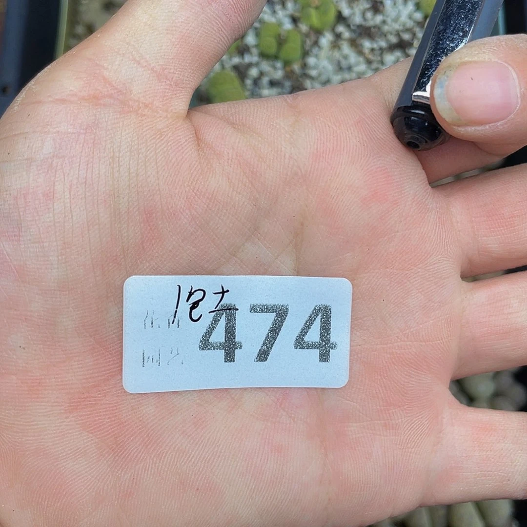 4730000000花花花花